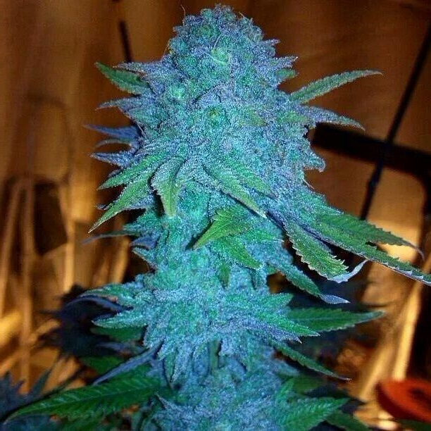 Faraway Land Seed Bank | Shop