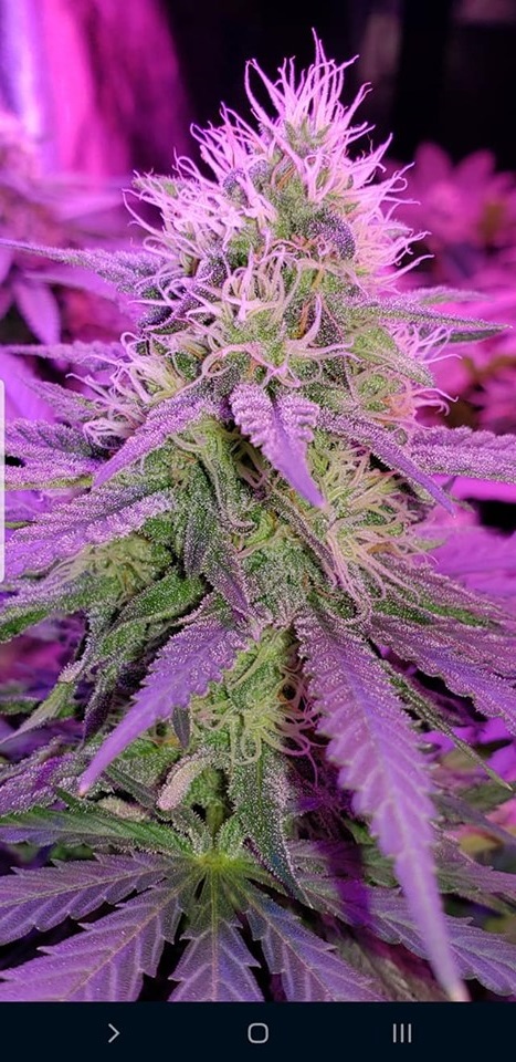 White Russian Autoflower Seeds - FarawayLand Seed Bank