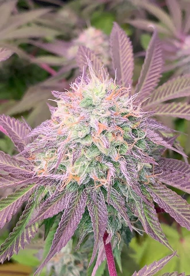 White LSD Autoflower Seeds - FarawayLand Seed Bank