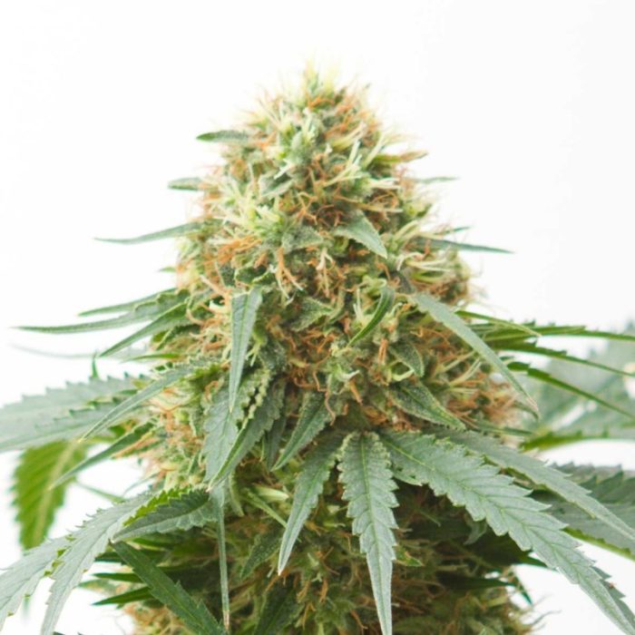 White wedding strain autoflower seeds farawayland seed bank