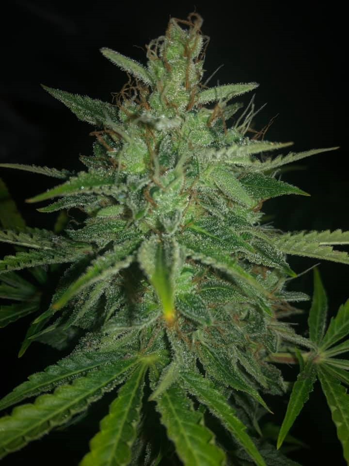 Jet Fuel OG Hybrid Cannabis Seeds - FarawayLand Seed Bank