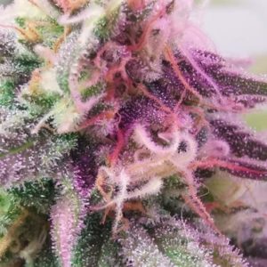 Pink Champagne - regular cannabis seeds - FarawayLand Seed Bank