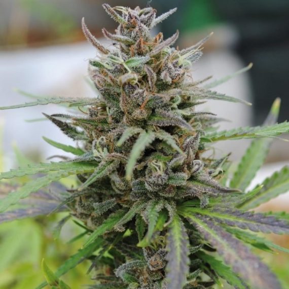 Forbidden Fruit – feminized hybrid seeds – FarawayLand Seed Bank